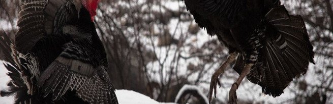 Чим корисний кріп і чи не заподіє він шкоди організму?