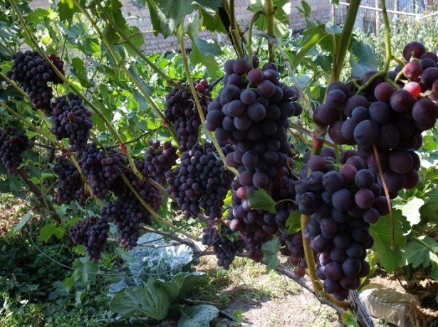 Підживлення винограду коренева і позакоренева-чим і як удобрювати?