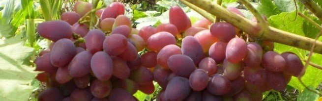 Підживлення винограду коренева і позакоренева-чим і як удобрювати?