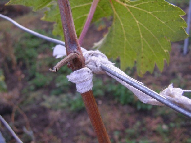 Решітка для винограду або як краще підвязати лозу?
