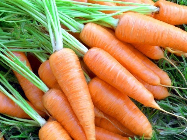 Корисна морквина або шкідлива, і в чому її цілющі властивості?