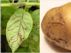 Картопля лапоть: все, що потрібно знати про вирощування сорту