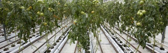 Як зробити теплицю вегетарій своїми руками
