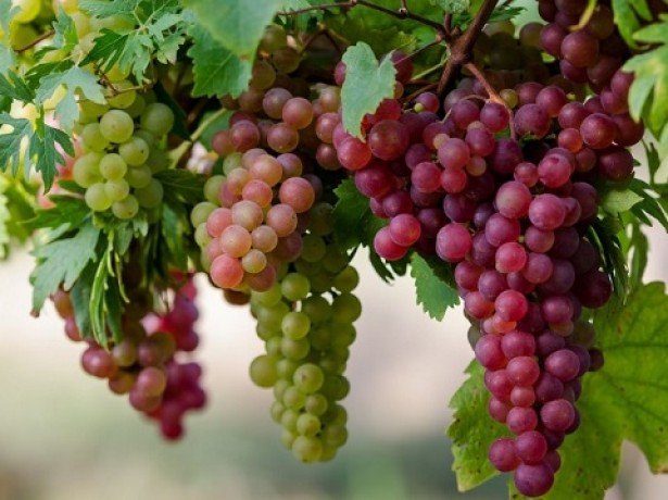 Виноград-корисні властивості плодів і соку для зміцнення здоровя