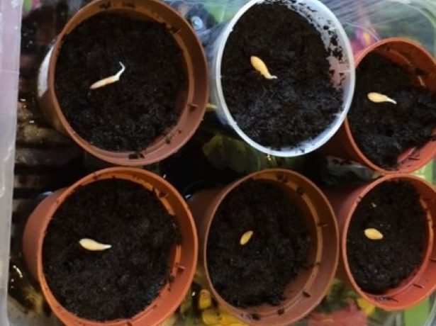 Як правильно виростити огіркову розсаду в домашніх умовах