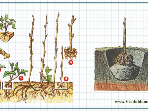 Малина таруса: малинове дерево у вашому саду