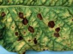 Що робити, якщо жовтіють листя у герані: догляд і профілактика хвороб