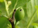 Особливості вирощування сливи персикової