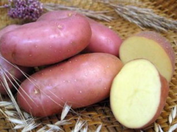 Картопля ред скарлетт-фаворит серед ранніх сортів