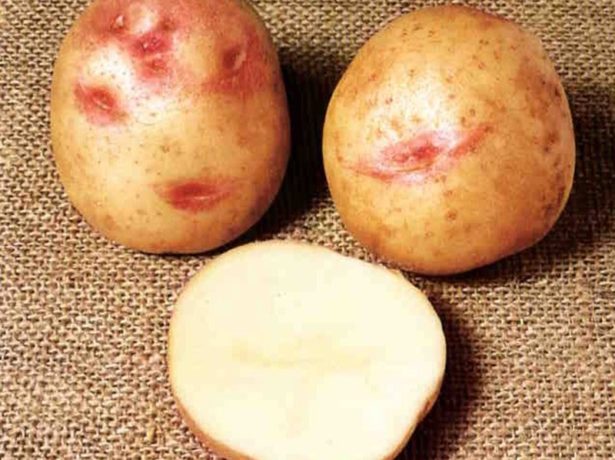 Як вирощувати картоплю сорту пікассо