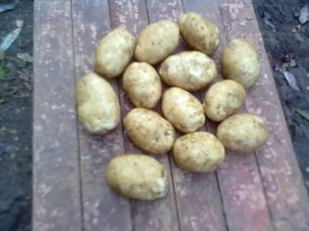 Кращі сорти картоплі для сибіру: робимо правильний вибір
