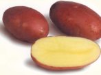 Кращі сорти картоплі для сибіру: робимо правильний вибір