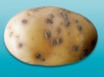 Як розпізнати хвороби картоплі і боротися з ними?