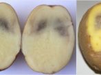 Як розпізнати хвороби картоплі і боротися з ними?