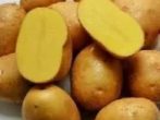 Які добрива вносити при посадці картоплі в лунки