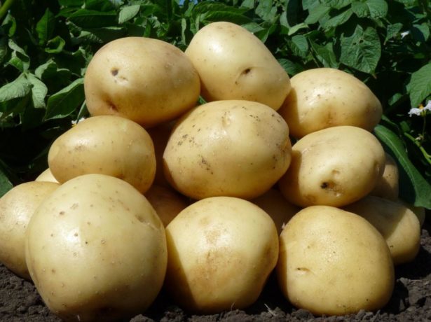 Пророщування картоплі перед посадкою-запорука врожаю