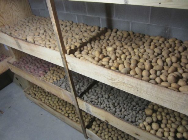 Пророщування картоплі перед посадкою-запорука врожаю