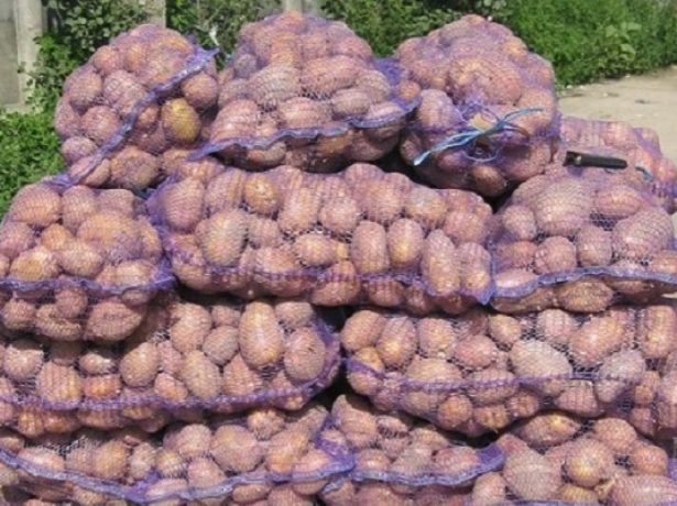 Картопля беллароза-смачний сорт з німеччини
