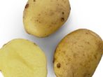 Кращі сорти картоплі для північно-західного регіону і ленінградської області