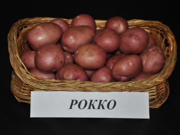 Сорт картоплі роко-незмінний фаворит овочівників