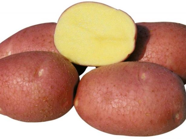 Сорт картоплі роко-незмінний фаворит овочівників