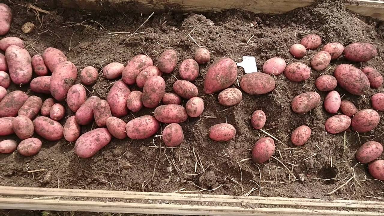 Сорт картоплі роко-незмінний фаворит овочівників