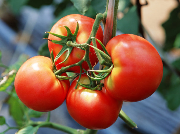 Секрети вирощування великого врожаю томатів боні