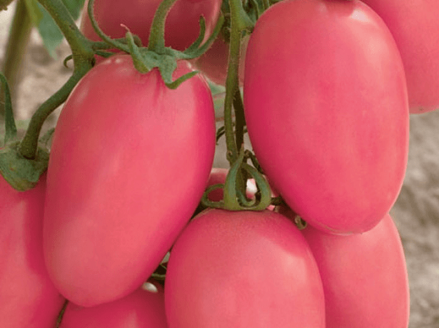 У всех на устах: лучшие сорта томатов для средней полосы россии