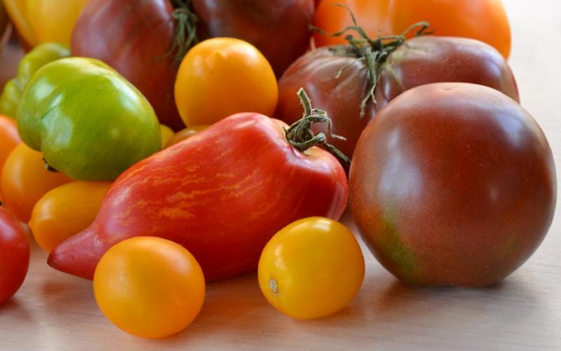 Pomme damour від москви до самих до околиць: способи вирощування помідорів в різних регіонах