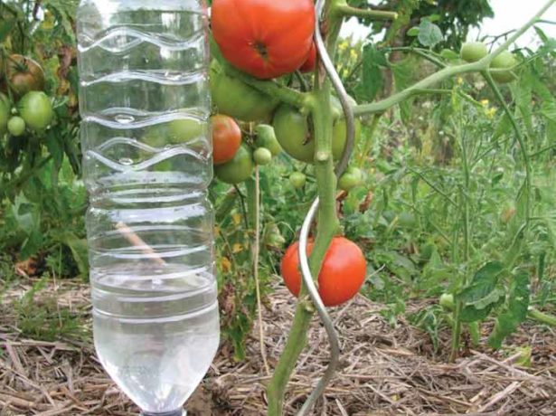 Карликовий томат сорту гном-улюбленець багатьох дачників