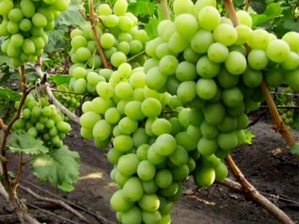 Виноград арлекін-молодий перспективний сорт
