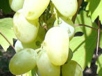 Виноград арлекін-молодий перспективний сорт