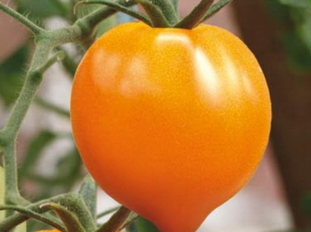 Угорський томат мобіл і народні випробування в росії