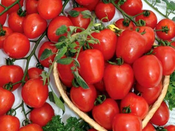 Угорський томат мобіл і народні випробування в росії