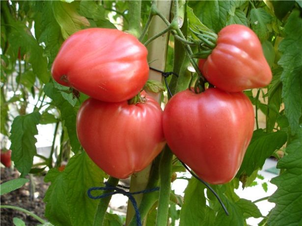 Челнок — томатный дипломат