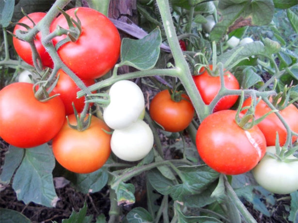 Https://www.u-mama.ru/forum/family/dacha/637848 /
Низькорослий томат балконне диво вразив і здивував! відмінний, низькорослий сорт. Добре плодоносить і завязується. Декоративний, можна для забави і радості. Можна ростити на балконі, лоджії, у себе в саду. Смакові якості відмінні, відмінно в заморозку і консервацію — для прикраси в банку. Це міні диво, правда диво! рослина дуже компактна і красива, для томатів підійде невеликий горщик і мінімум землі. Всім рекомендую.
Тільки один момент-не всі насіння в продажу відповідають сорту і якості, майте це на увазі.
Олена-z, красноярськ
Https://otzovik.com/review_6004038.html
Томат вишневідний балконне диво... H=20-35 (у відкритому грунті був приблизно 40 см), плоди 20–30г, якщо зробити бордюром, то дуже навіть замінять квіти. Мені дуже навіть сподобалися
Женька. Самара
Http://dacha.wcb.ru/index.php?showtopic=54472&pid=551921& mode=threaded&start=#entry551921
У мене теж цього літа росли 2 куща балконного дива. Просто купила пакетик від біотехніки (навіщо - не зрозуміла), ну посадила 2 штуки і (не викидати ж) приткнула їх збоку до перців. Не скажу, що були низькі (десь см 50), але ось в ширину пролунали-мама дорога,замучилася їх піднімати, а вже усипані були, забувала їх оббирати, так вони прямо червоненькими обсипалися.
Барбі. Дача в підмосковї
Http://dacha.wcb.ru/index.php?showtopic=54472&pid=551944& mode=threaded&show=&st=#entry551944
Я вирощувала балконне диво будинку. Теж не вразив. Смак дійсно звичайний.
Tania 711. Петрозаводськ
Http://dacha.wcb.ru/index.php?showtopic=54472&pid=563806&mode=threaded& start=#entry563806