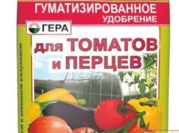 Вітчизняні томати санька, які не підведуть