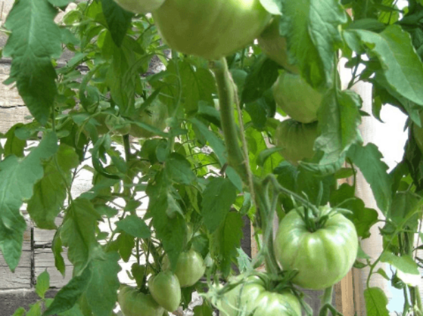 Сортові особливості томата батяня і агротехніка вирощування