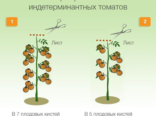 Сортові особливості томата батяня і агротехніка вирощування