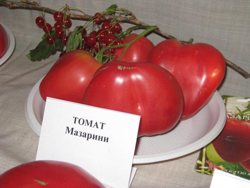 Томати мазаріні: характеристики, особливості вирощування
