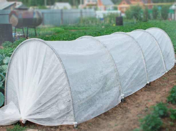 Способи посадки томатів на розсаду і тонкощі догляду за нею