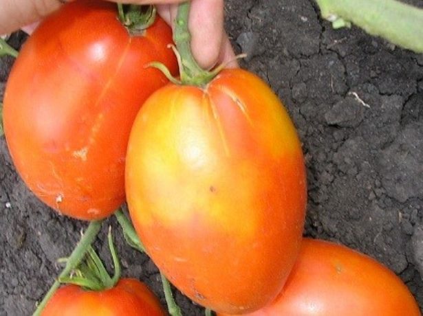 Кенігсберг-томат з високими стандартами