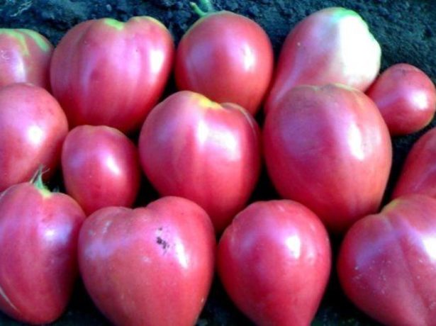 Добрий томат волове серце: опис сорту