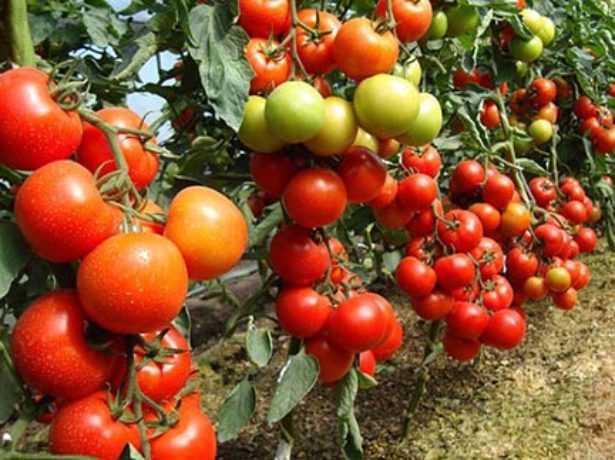 Лідер продажів-томат благовіст f1: опис і особливості вирощування