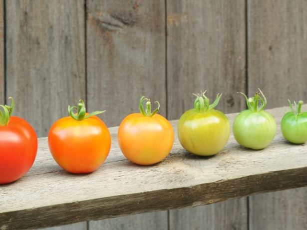 Лідер продажів-томат благовіст f1: опис і особливості вирощування