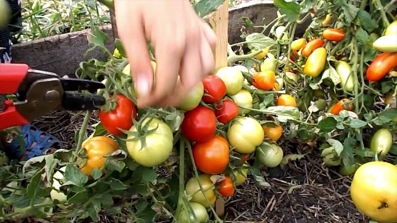 Томат санрайз — голландец на русской земле