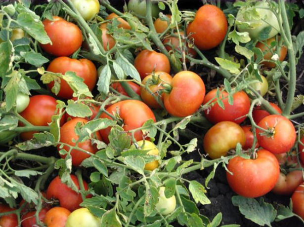 Ранний урожайный томат дубок, он же дубрава