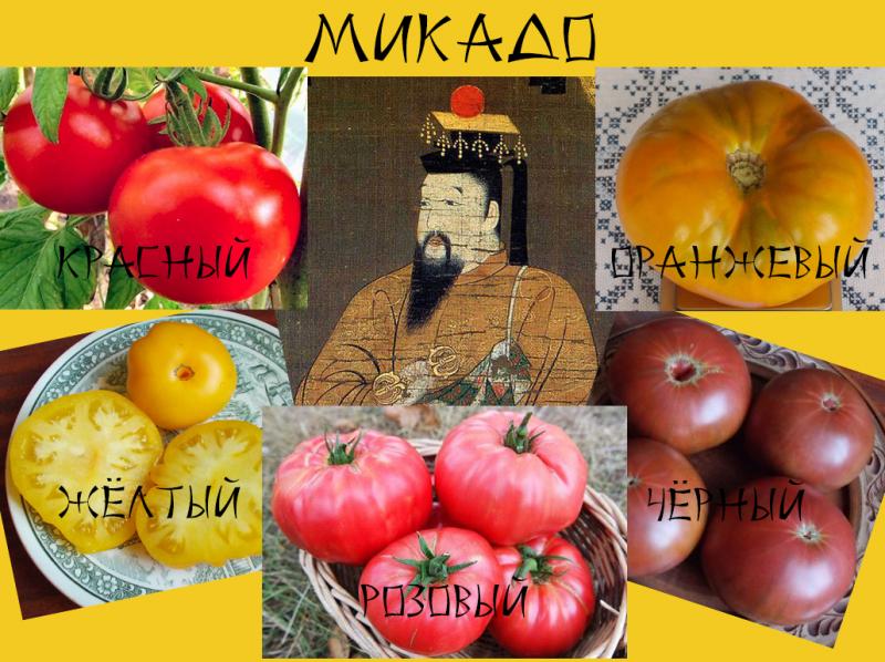 Томати мікадо: опис імператорських сортів