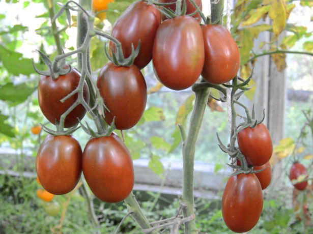 Оригінальний томат чорний мавр