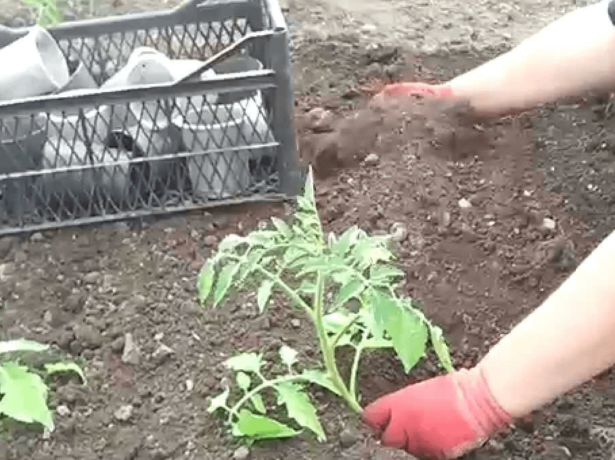 Ранний урожайный томат дубок, он же дубрава